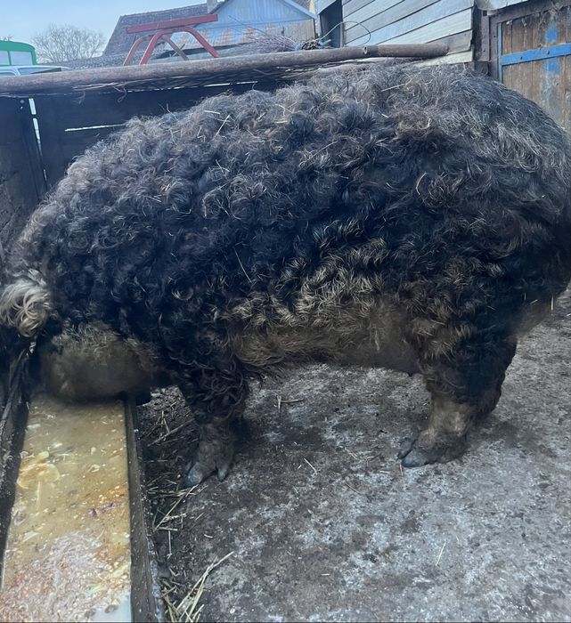 Vând două vaci gestante Și două purcele