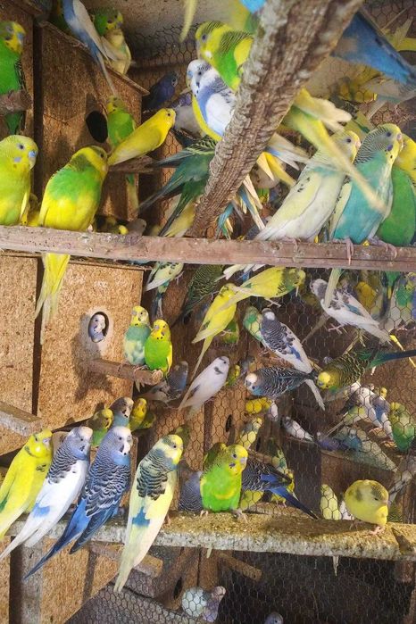 вълнисти папагали и клетки за тях