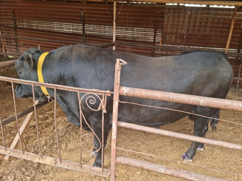 Qoramol sotiladi buqa. Aberdin Angus zot