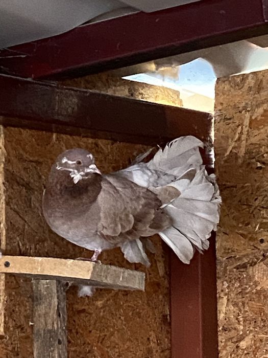 Vand sau schimb porumbei diferite rase