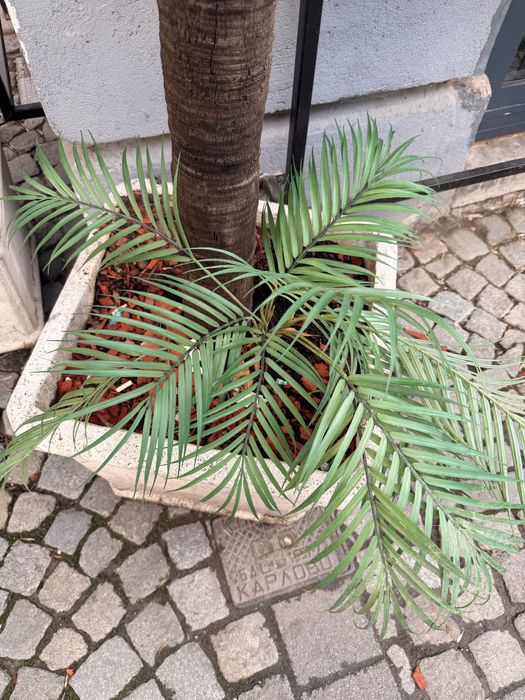 Изкуствена палма