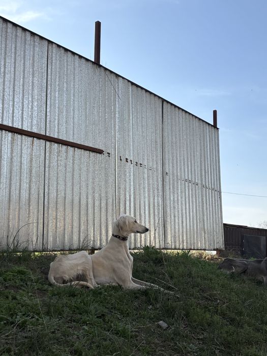 Тазы кушыктер сатылады