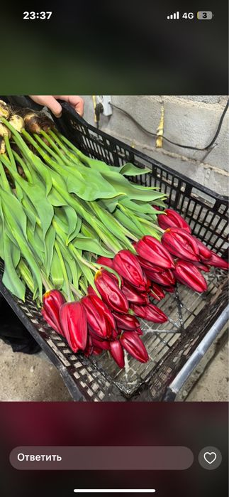 Тюлпан супер сорт