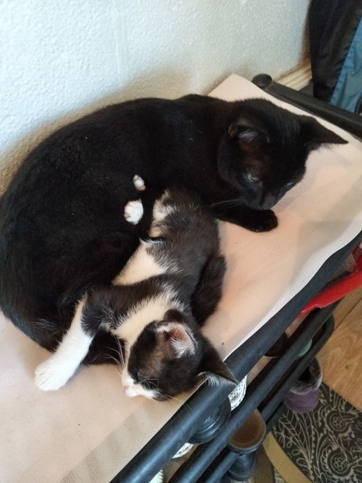 Весёлая семейка кошек