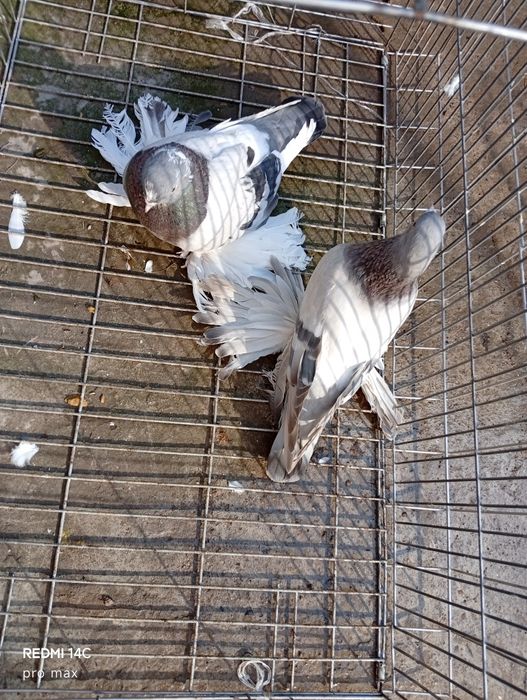 Голуби. Телеграмдан ёзин