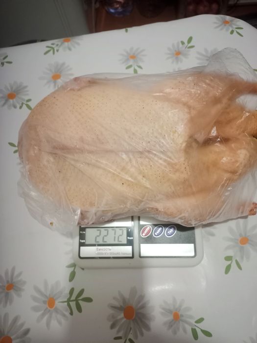 Домашние утки 2026