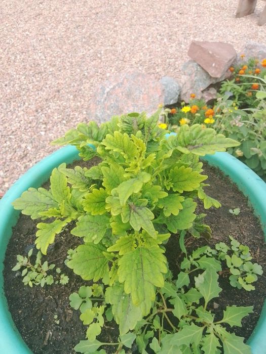 Продам колеусы срезы