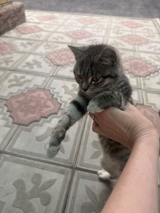 Отдам красивого котёнка