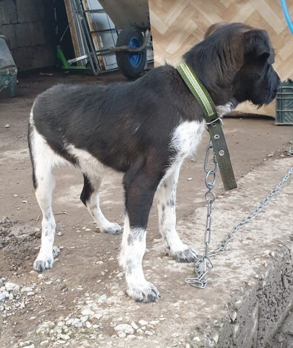 Собака в хорошие руки