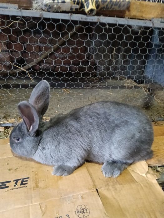 Vând Iepuri multiple rase