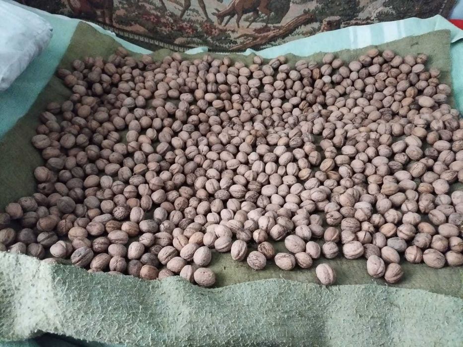 Продам грецкие супер орехи