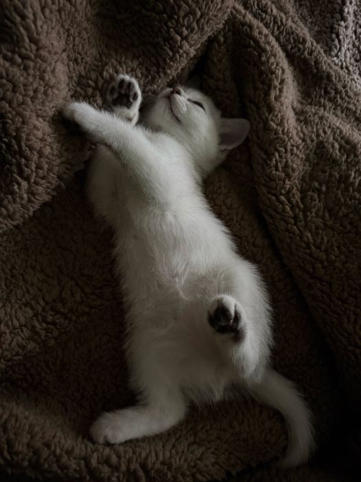 Британски сребърни котенца