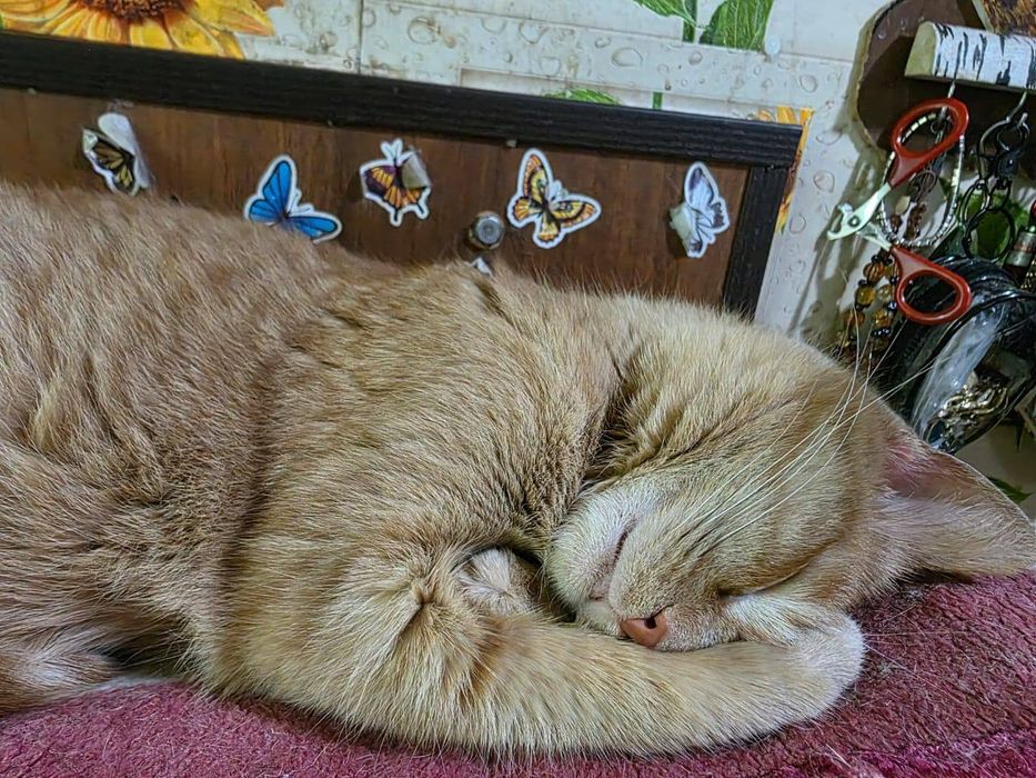 Рыжая чистая кошечка