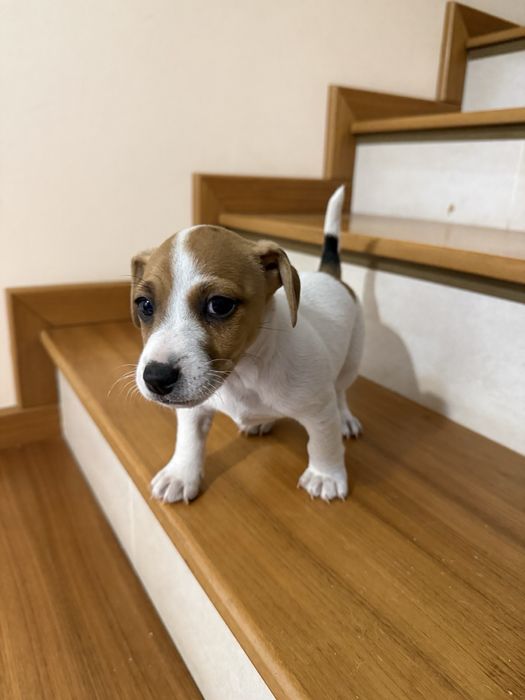 Малки джак ръселчета