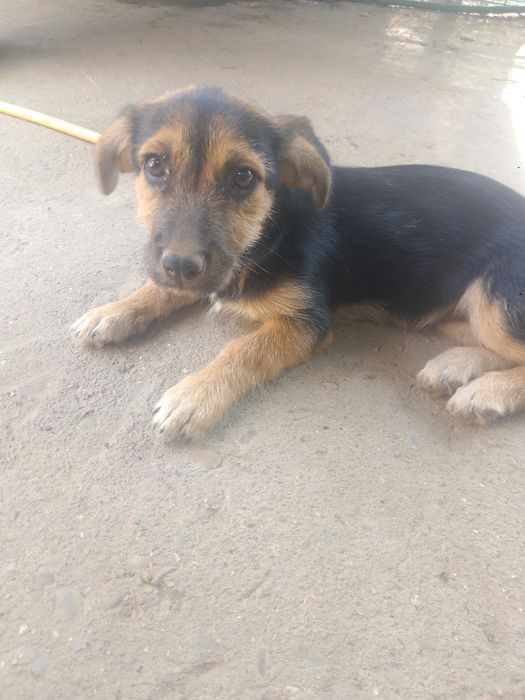 Trei cățelușe adorabile spre adopție