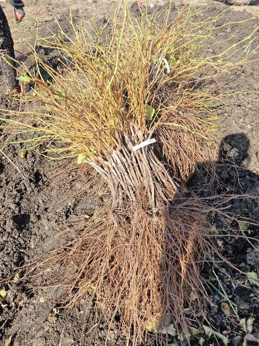 Vand butasi de vita de vie altoiti