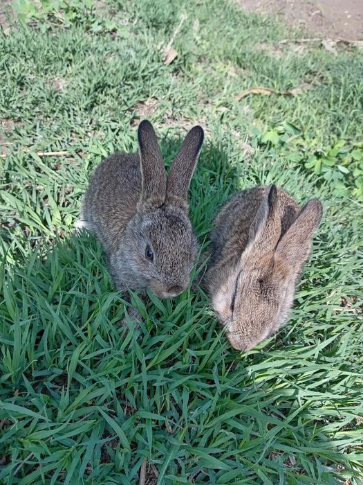 Velikan Quyon bolalari 2 oylik mustaqil ovqatlanadi