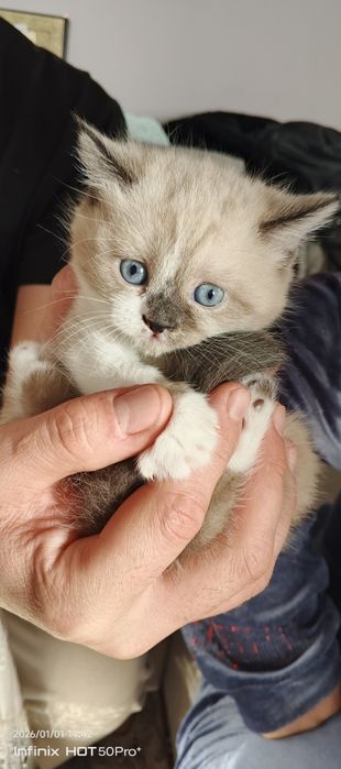 Skotish fold Skotish strayt