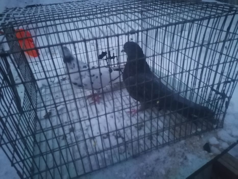 Продам голубей хорошее