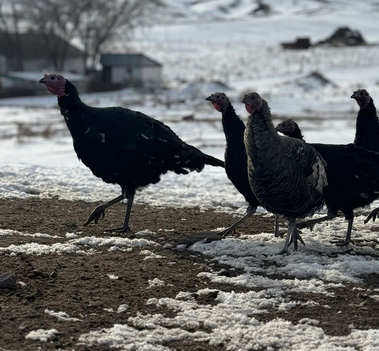 Продам индюков