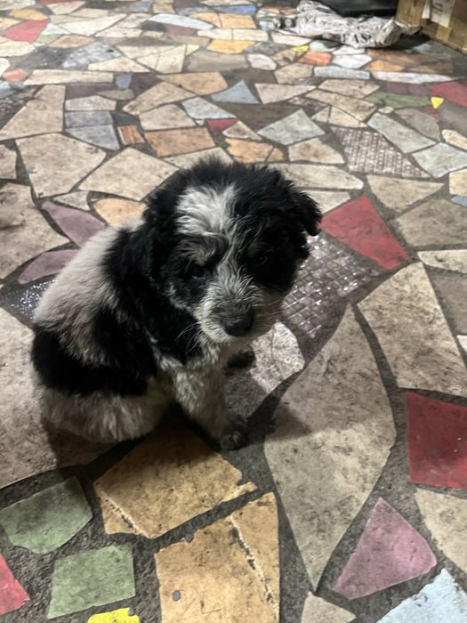 Щенки красивые, 2 месяца