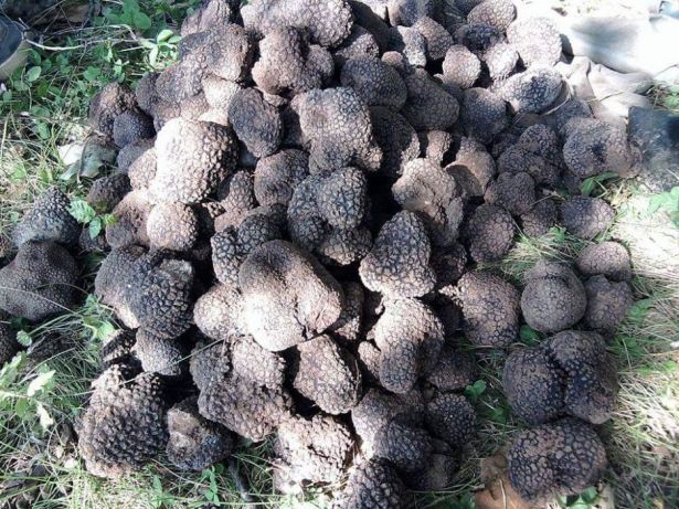 Пресни трюфели  за консумация и обучение