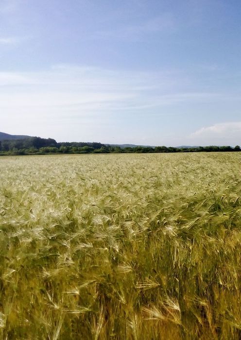 Orzoaică de vanzare