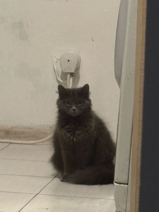 Отдам кошку в хорошие руки