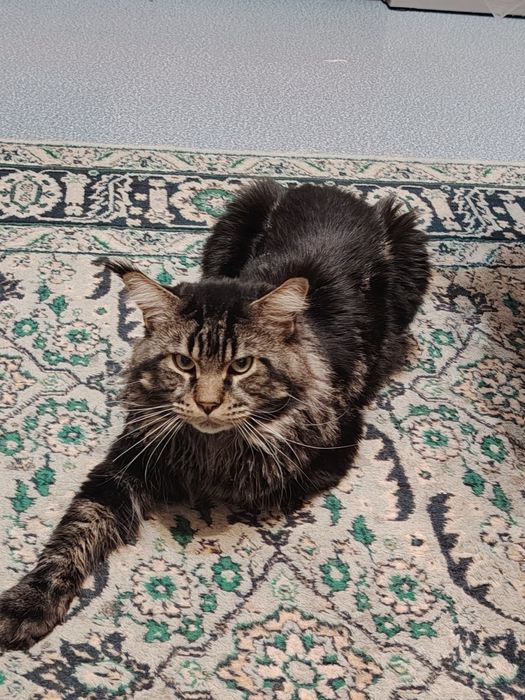 Котик Мейкун двухлетка