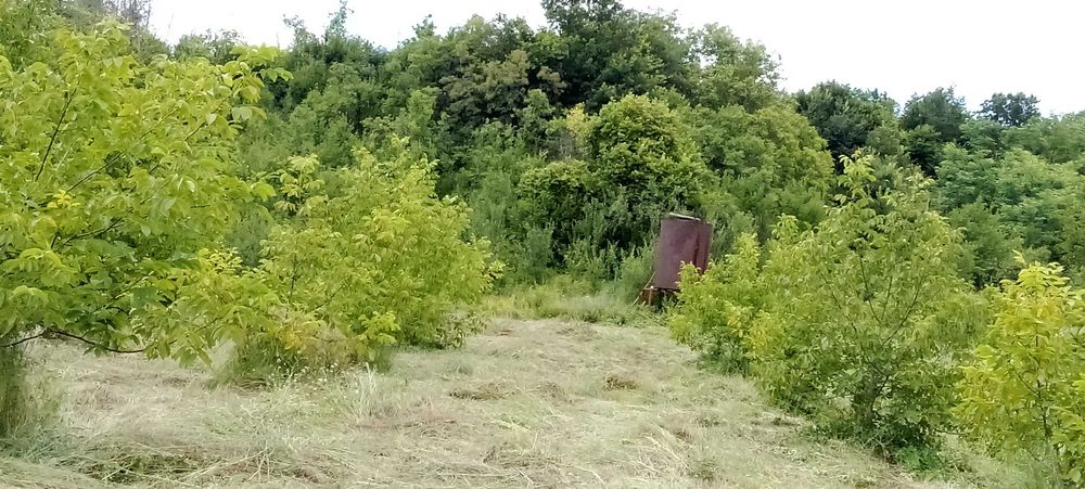 Vind 1ha.teren livada nuci și mure
