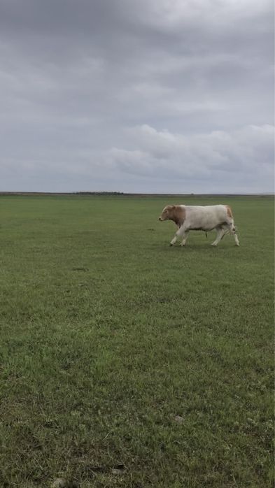 Бұқалар сатылады