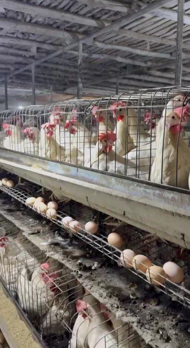 Ломан бираво Синди товуклари хамаси тухумга