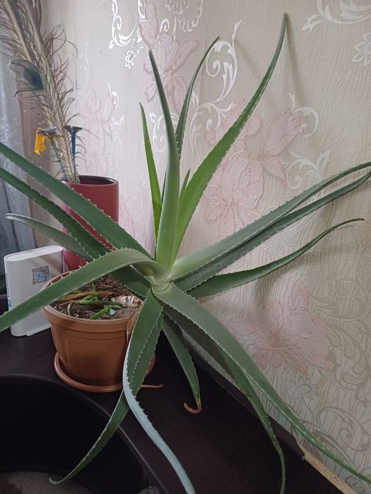 Продам лечебный Алое вера