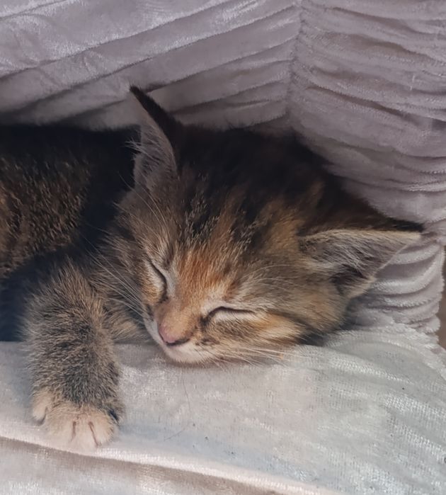 Котенок. Найденыши ищут дом