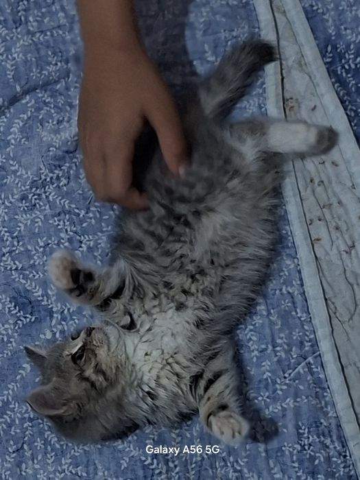 Суйкимди маргауу