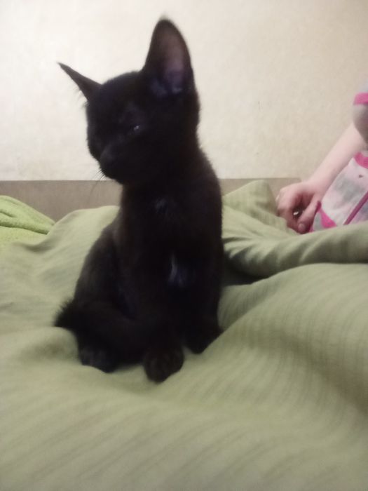 Отдам котят, 2 девочки, 2 мальчика, все черные с белыми пятнами