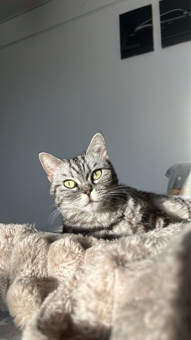 pisica british short hair tabby