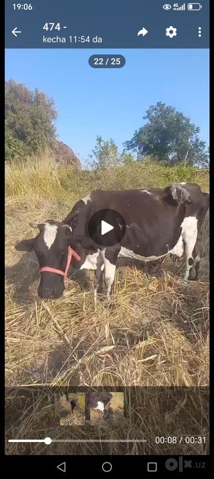 Ona bola sigir bolasi buqacha sotiladi