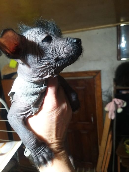 Китайская хохлатая