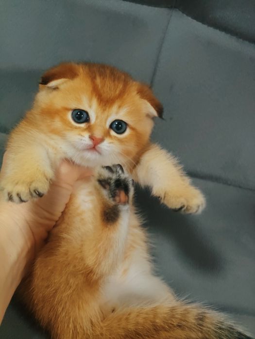 Золото Шиншиллы Алматы Шотландские вислаухие