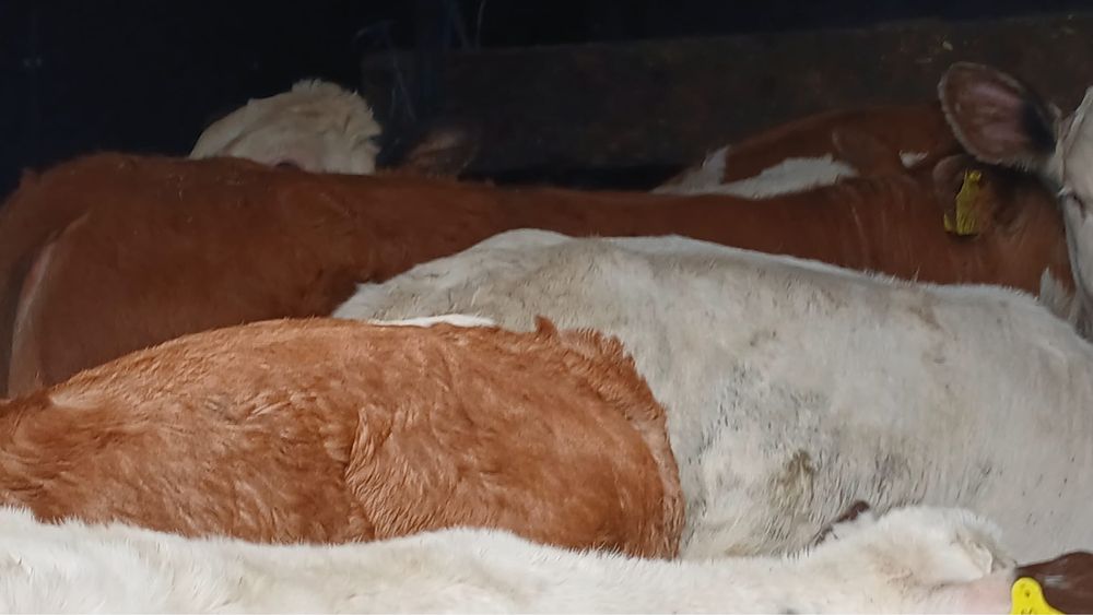 Vitei belgieni si baltata romaneasca