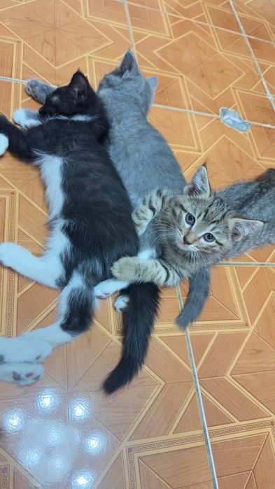 Отдам даром котят