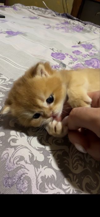 Продается супер британец