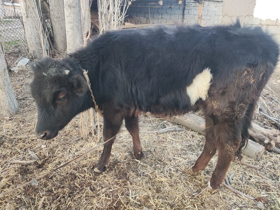 Ona bola sigir sotiladi