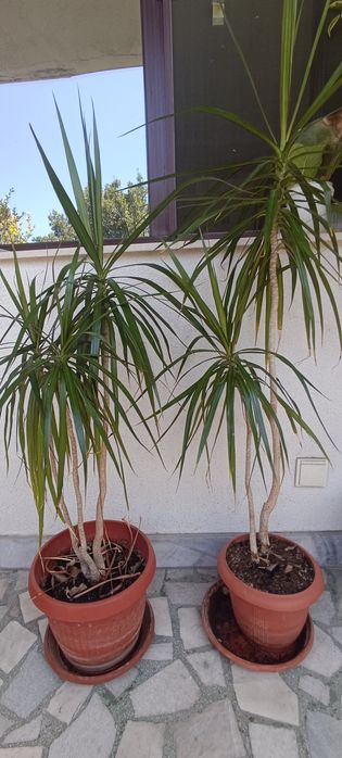 Фикус Бенджамин Microcarpa 150 см.