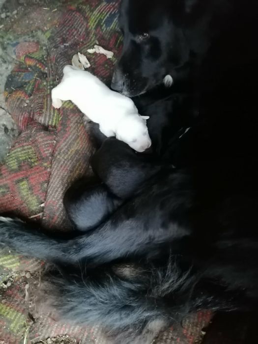 Подарявам кученца