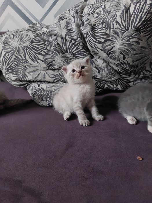 Котята бесплатно