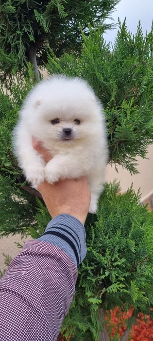 Померан мини померанче