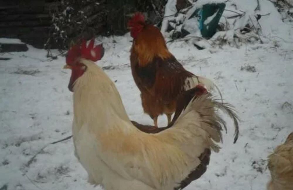 Подам петухов молодых