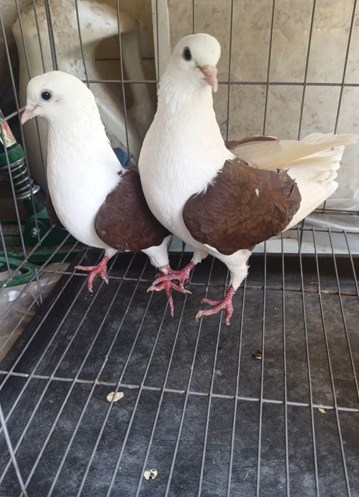 Продам голубей готовая пара